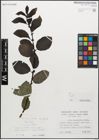 Foto von Salix myrsinifolia Salisb.